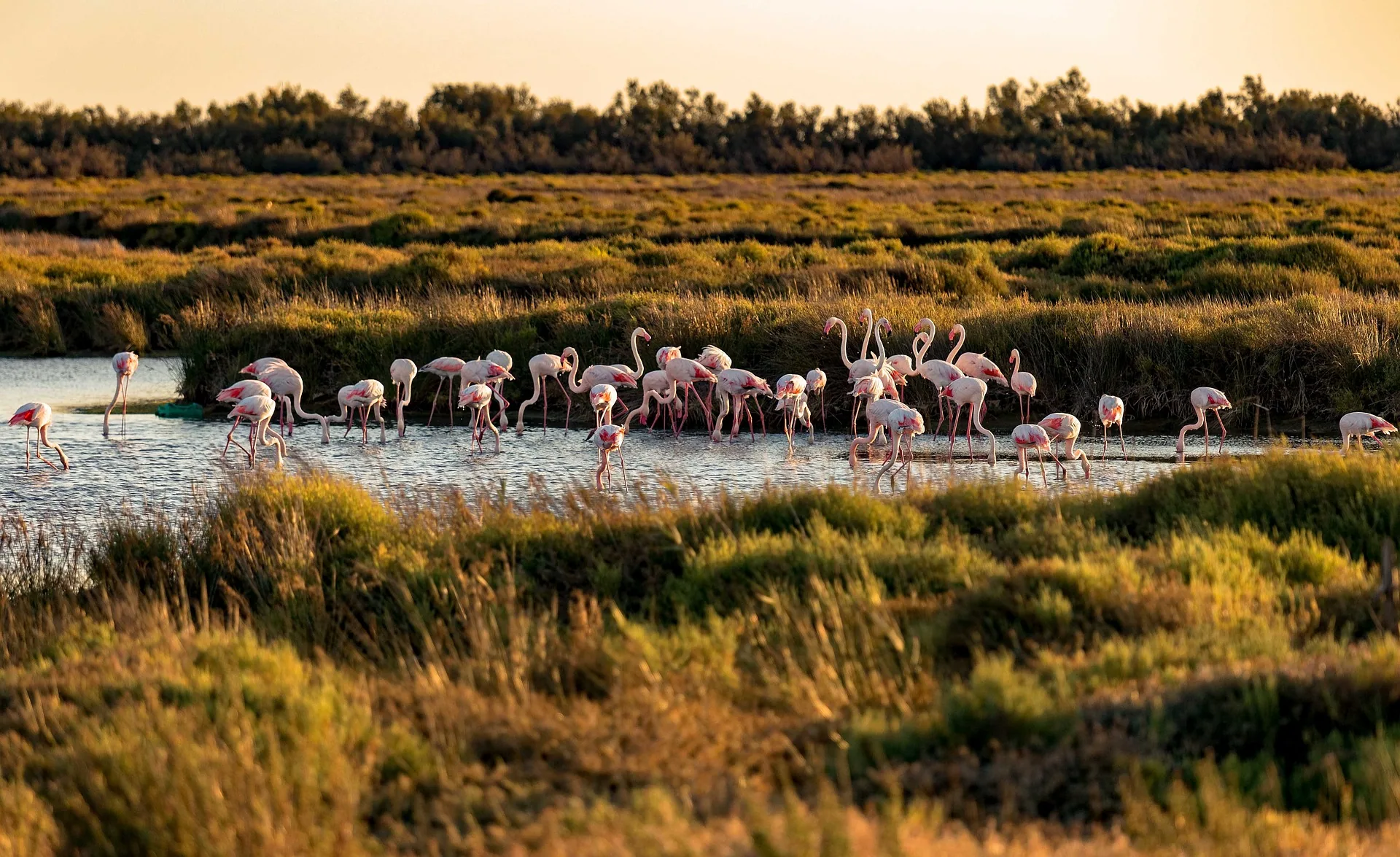 Paysage de Camargue, étangs et roseaux à quelques minutes de la boutique